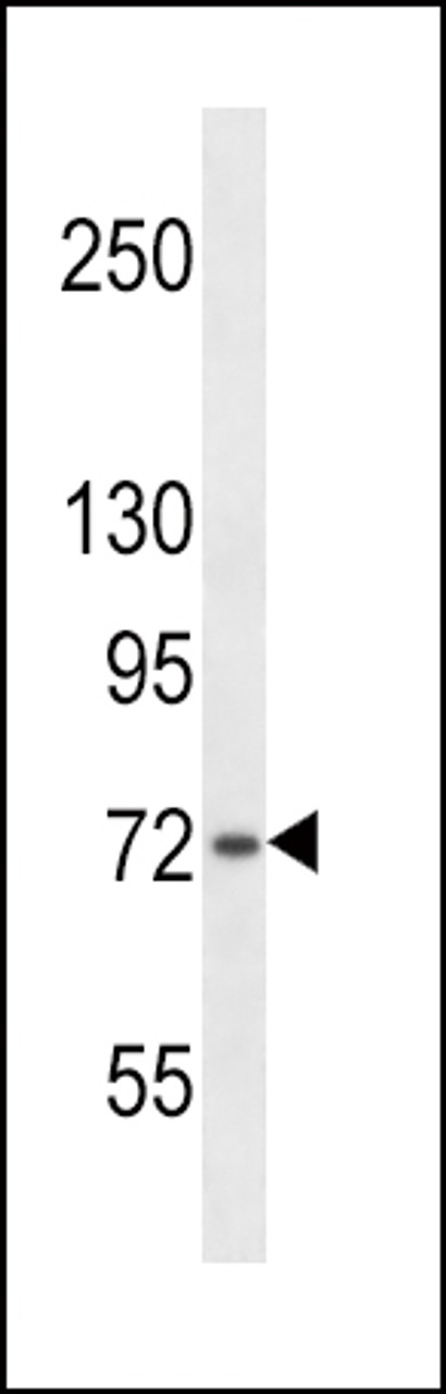 Western blot analysis in 293 cell line lysates (35ug/lane) .