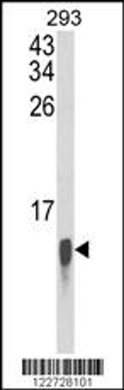 Western blot analysis of FAU Antibody in 293 cell line lysates (35ug/lane)