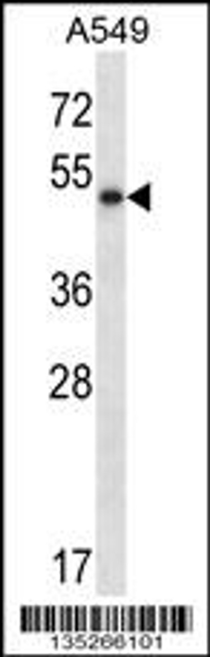 Western blot analysis in A549 cell line lysates (35ug/lane) .