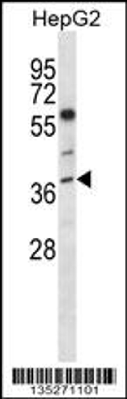 Western blot analysis in HepG2 cell line lysates (35ug/lane) .