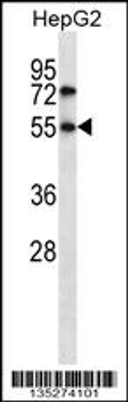 Western blot analysis in HepG2 cell line lysates (35ug/lane) .