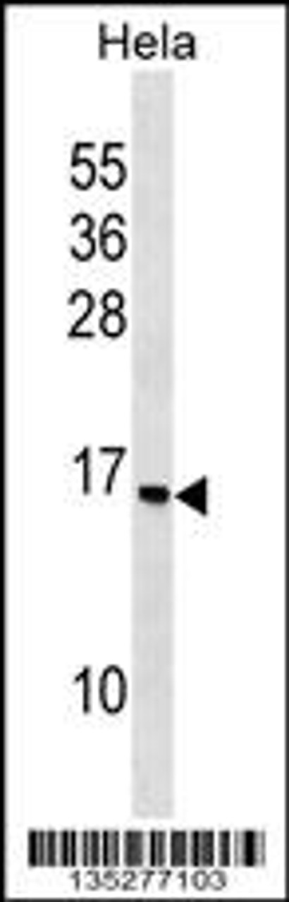 Western blot analysis in Hela cell line lysates (35ug/lane) .