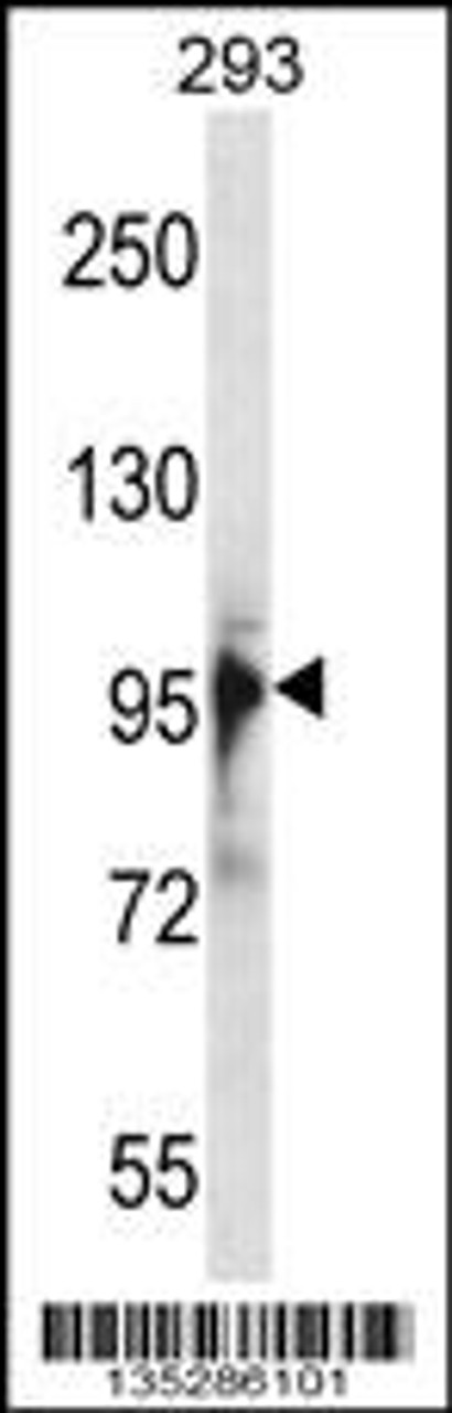 Western blot analysis in 293 cell line lysates (35ug/lane) .