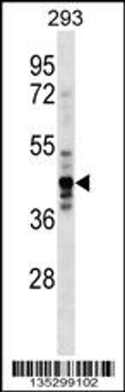 Western blot analysis in 293 cell line lysates (35ug/lane) .