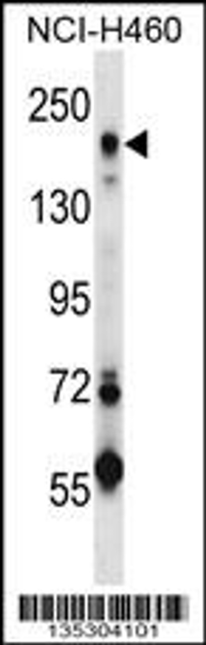 Western blot analysis in NCI-H460 cell line lysates (35ug/lane) .