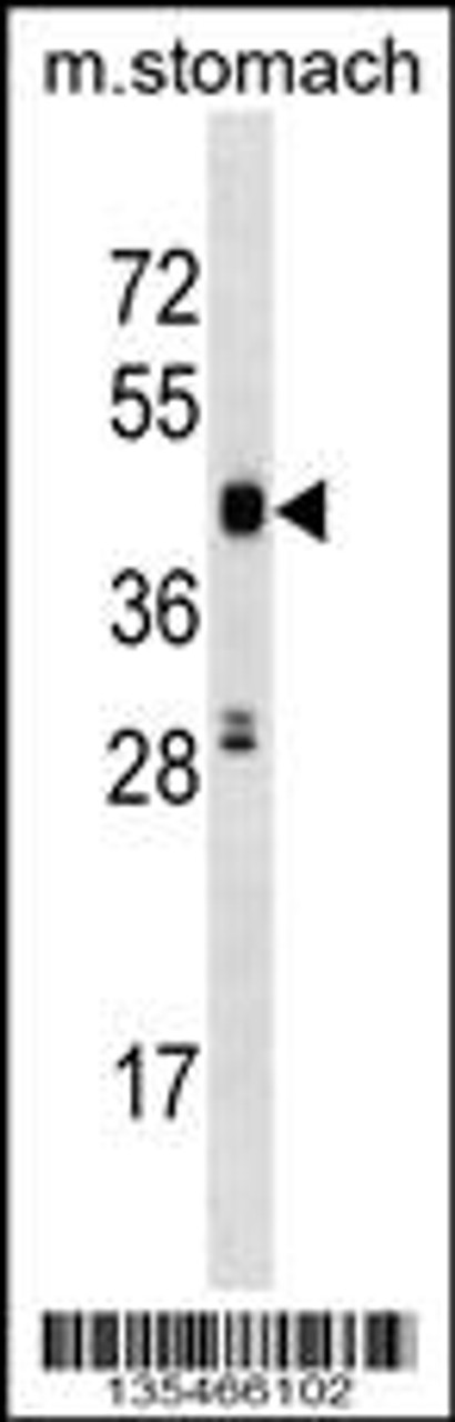 Western blot analysis in mouse stomach tissue lysates (35ug/lane) .