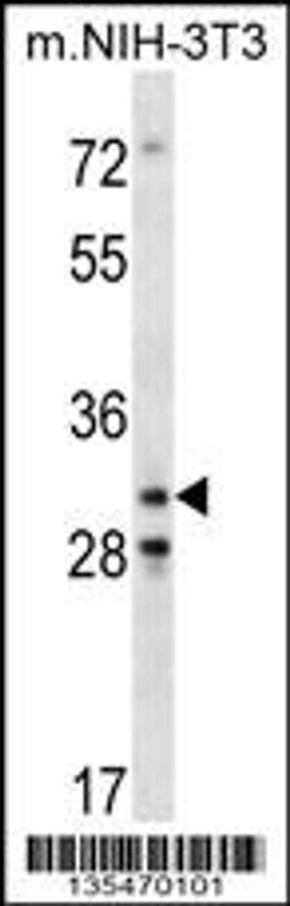 Western blot analysis in mouse NIH-3T3 cell line lysates (35ug/lane) .