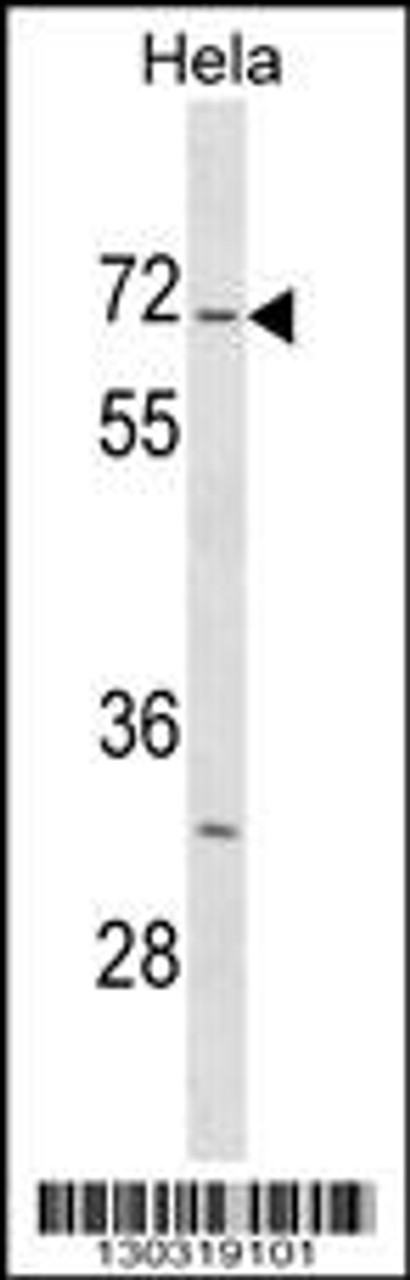 Western blot analysis in Hela cell line lysates (35ug/lane) .