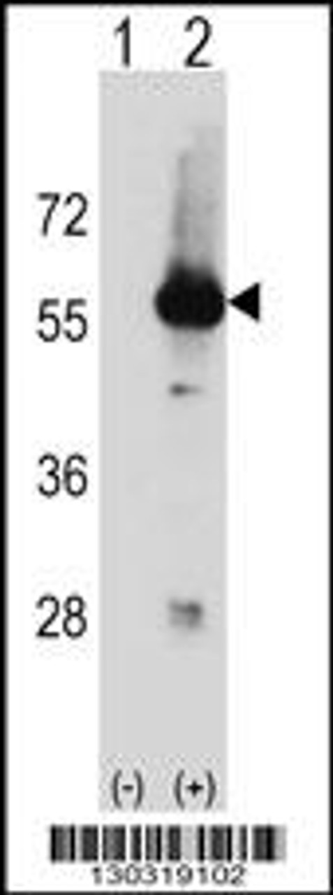 Western blot analysis of Stk3 using rabbit polyclonal Mouse Stk3 Antibody using 293 cell lysates (2 ug/lane) either nontransfected (Lane 1) or transiently transfected (Lane 2) with the Stk3 gene.