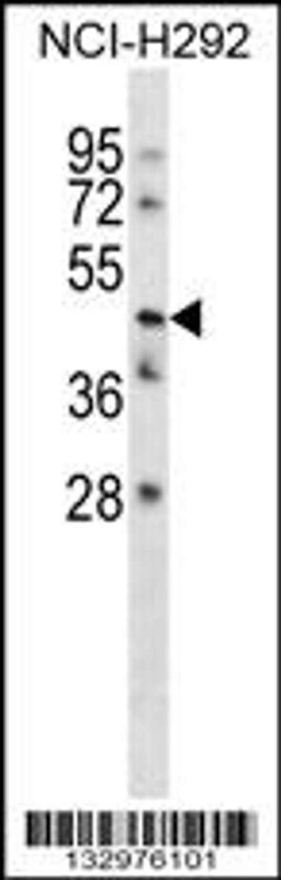 Western blot analysis in NCI-H292 cell line lysates (35ug/lane) .