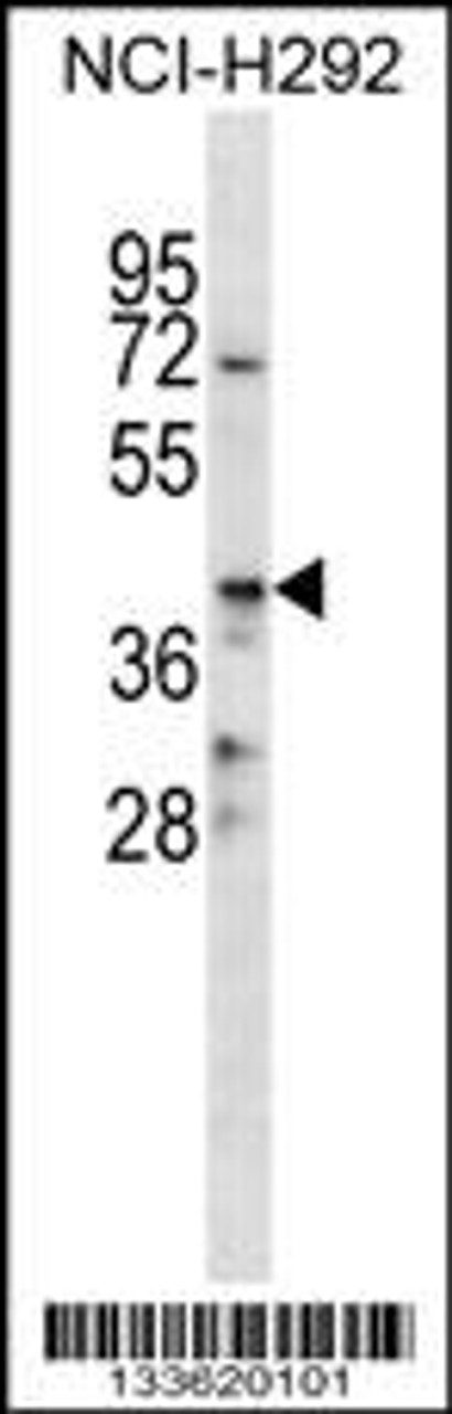 Western blot analysis in NCI-H292 cell line lysates (35ug/lane) .
