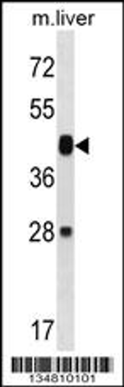 Western blot analysis in mouse liver tissue lysates (35ug/lane) .