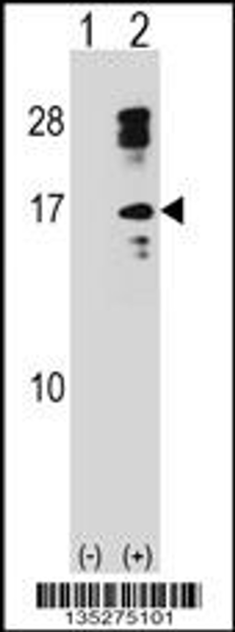 Western blot analysis of CLC using rabbit polyclonal CLC Antibody using 293 cell lysates (2 ug/lane) either nontransfected (Lane 1) or transiently transfected (Lane 2) with the CLC gene.