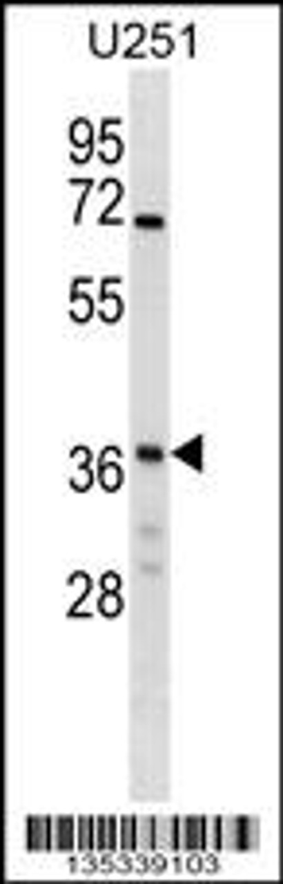 Western blot analysis in U251 cell line lysates (35ug/lane) .