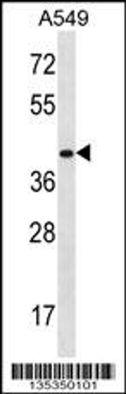 Western blot analysis in A549 cell line lysates (35ug/lane) .