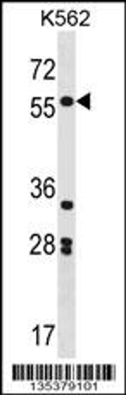 Western blot analysis in K562 cell line lysates (35ug/lane) .