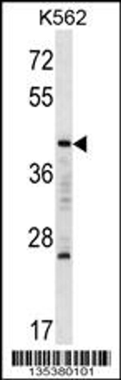 Western blot analysis in K562 cell line lysates (35ug/lane) .