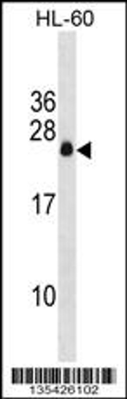 Western blot analysis in HL-60 cell line lysates (35ug/lane) .