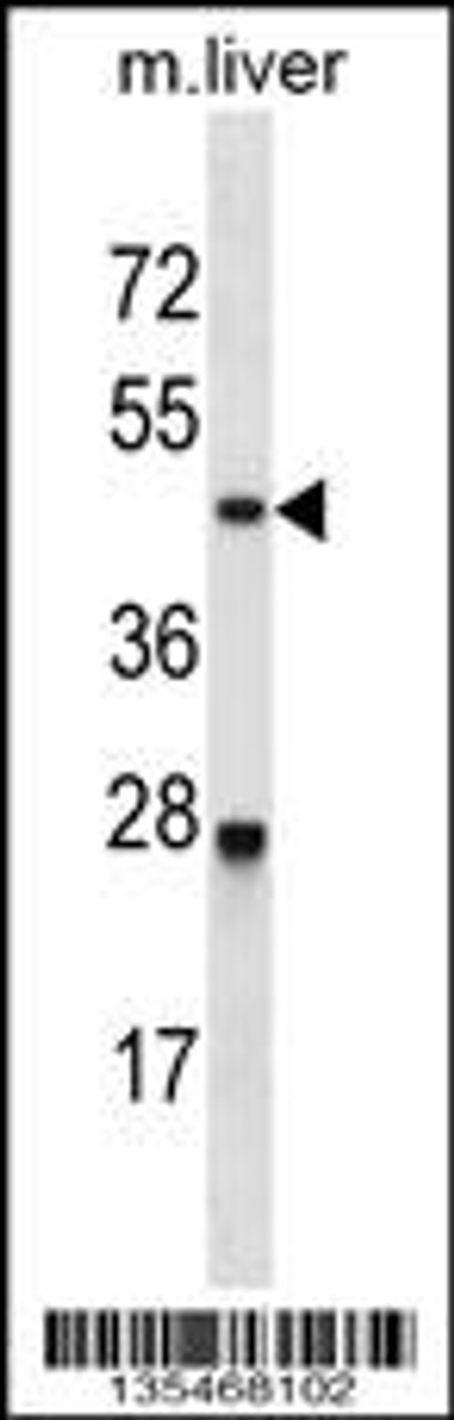 Western blot analysis in mouse liver tissue lysates (35ug/lane) .