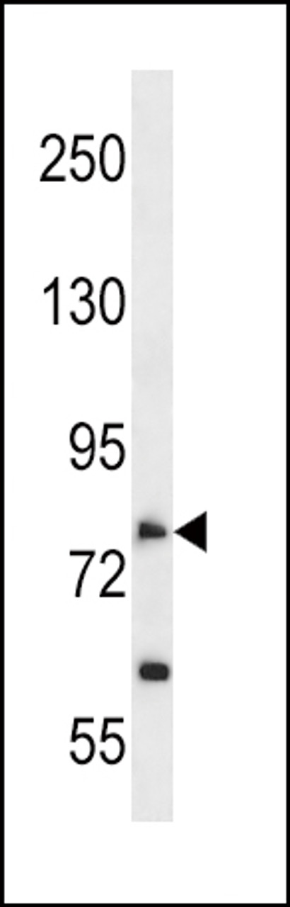 Western blot analysis in A549 cell line lysates (35ug/lane) .