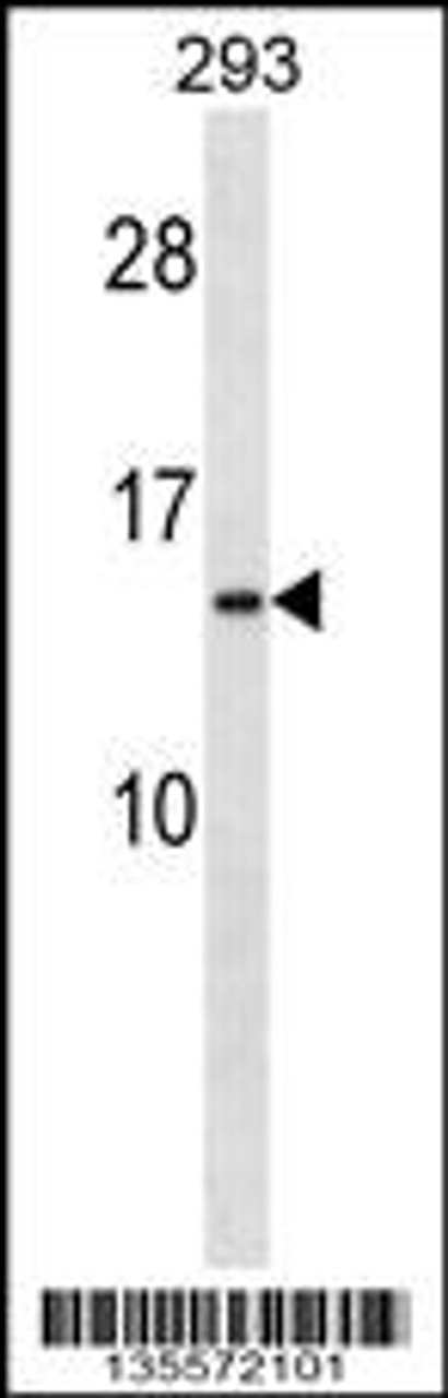 Western blot analysis in 293 cell line lysates (35ug/lane) .