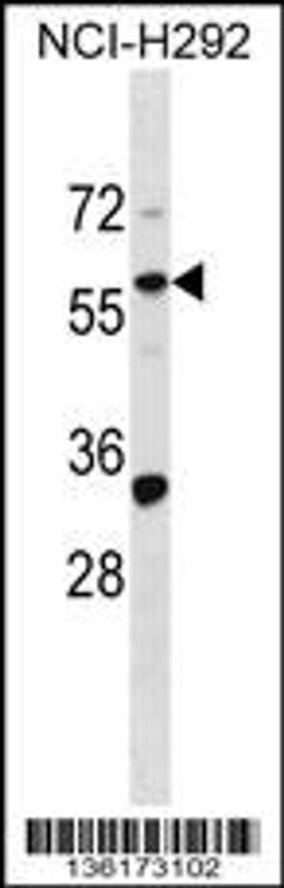 Western blot analysis in NCI-H292 cell line lysates (35ug/lane) .