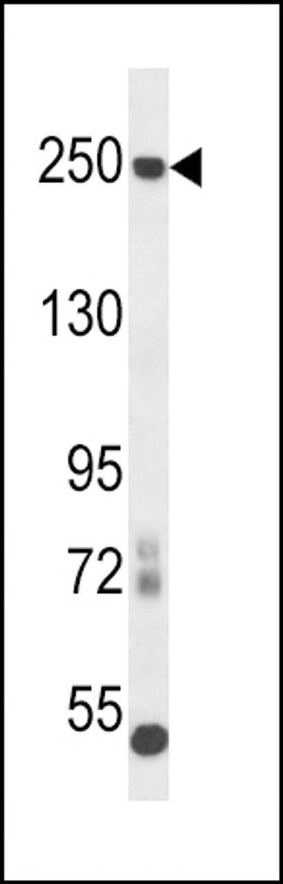 Western blot analysis in mouse cerebellum tissue lysates (35ug/lane) .