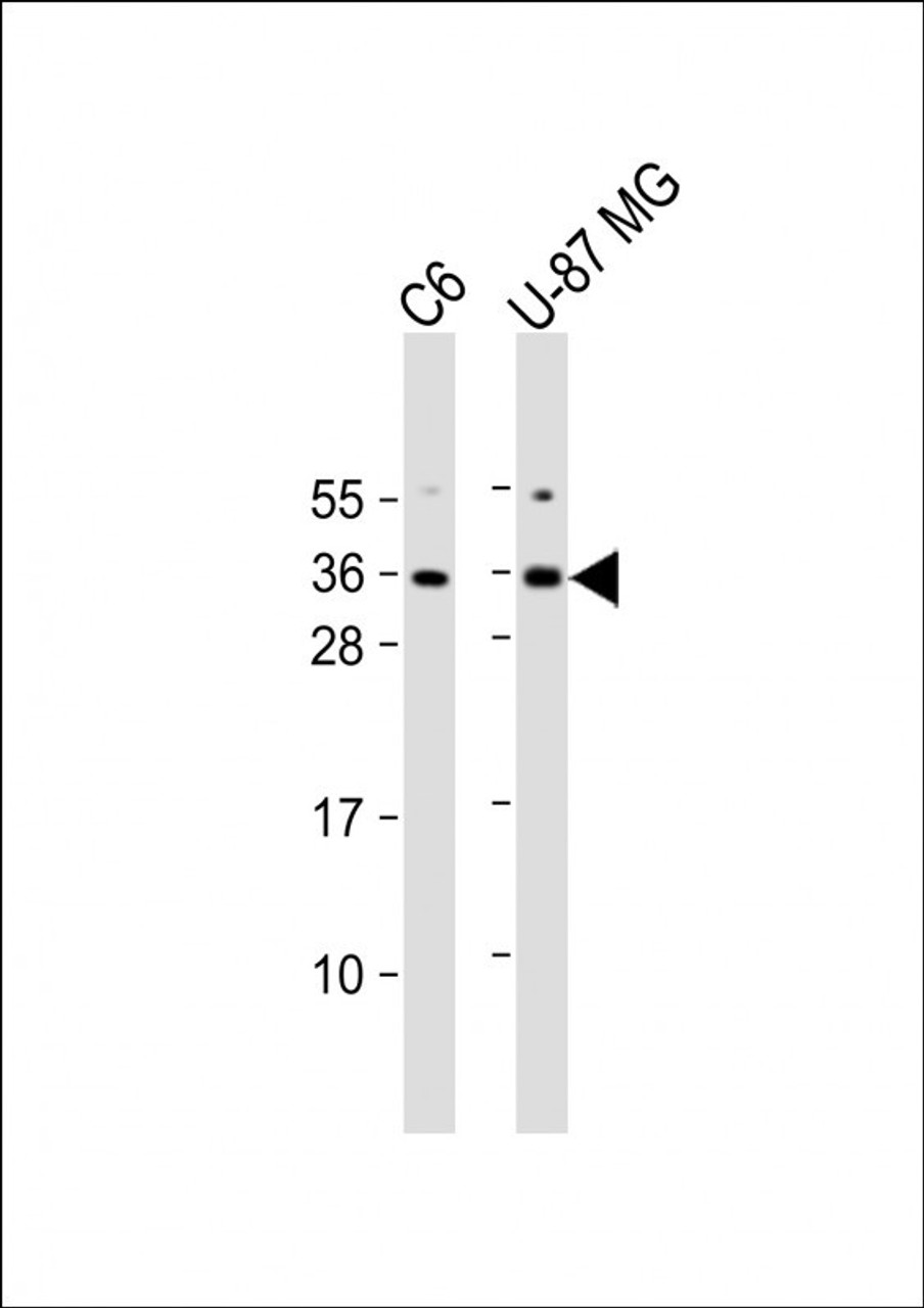 Western Blot at 1:1000 dilution Lane 1: C6 whole cell lysate Lane 2: U-87 MG whole cell lysate Lysates/proteins at 20 ug per lane.