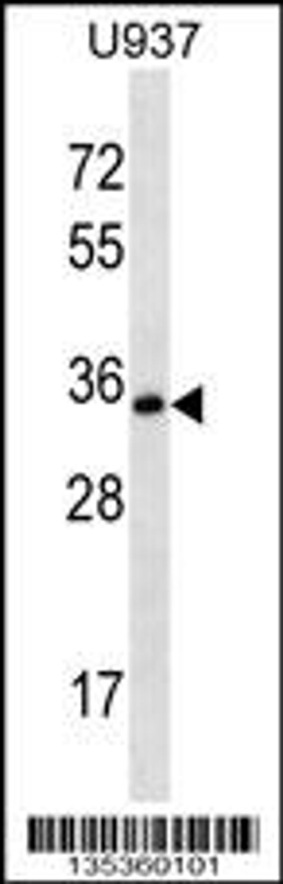 Western blot analysis in U-937 cell line lysates (35ug/lane) .