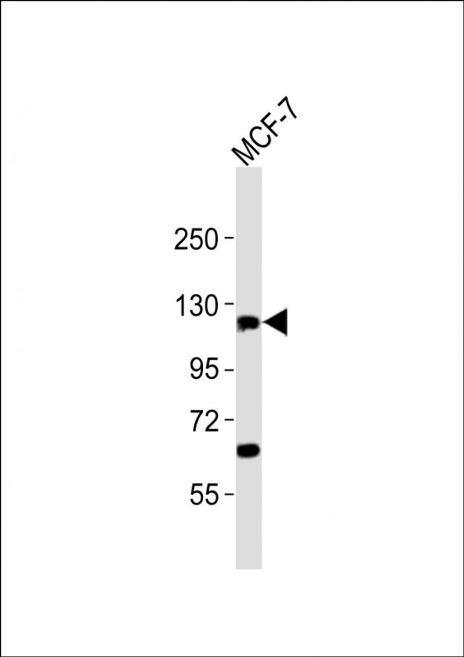 Western Blot at 1:2000 dilution + MCF-7 whole cell lysates Lysates/proteins at 20 ug per lane.