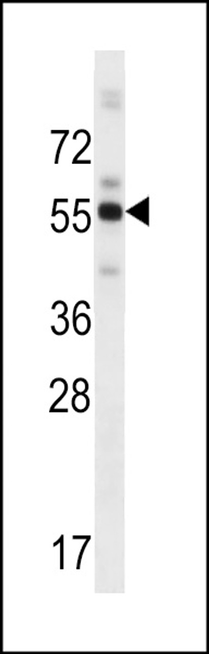 Western blot analysis in human placenta tissue lysates (35ug/lane) .