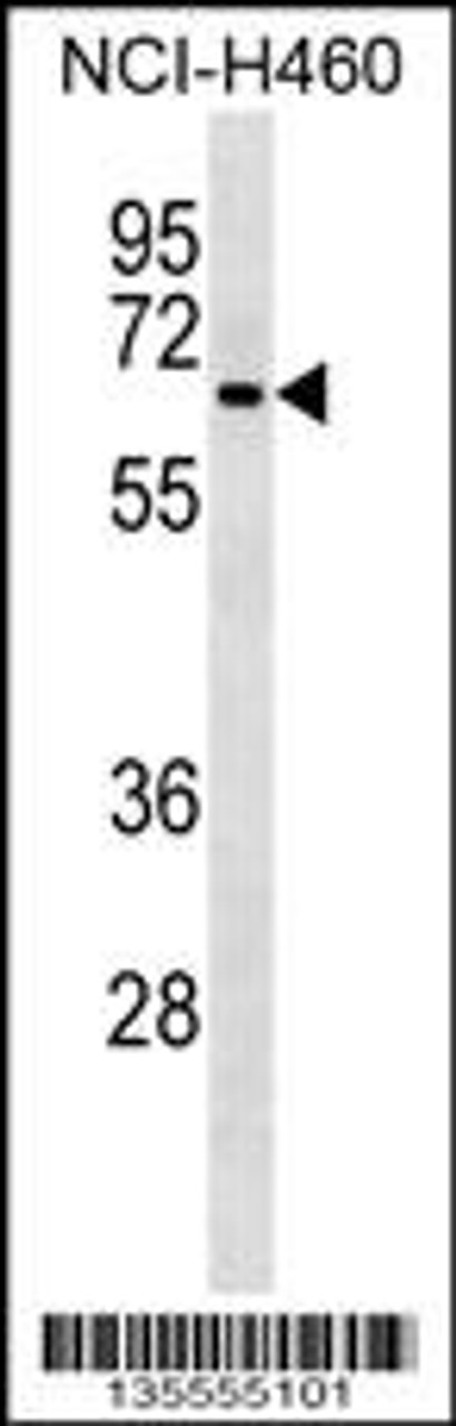 Western blot analysis in NCI-H460 cell line lysates (35ug/lane) .