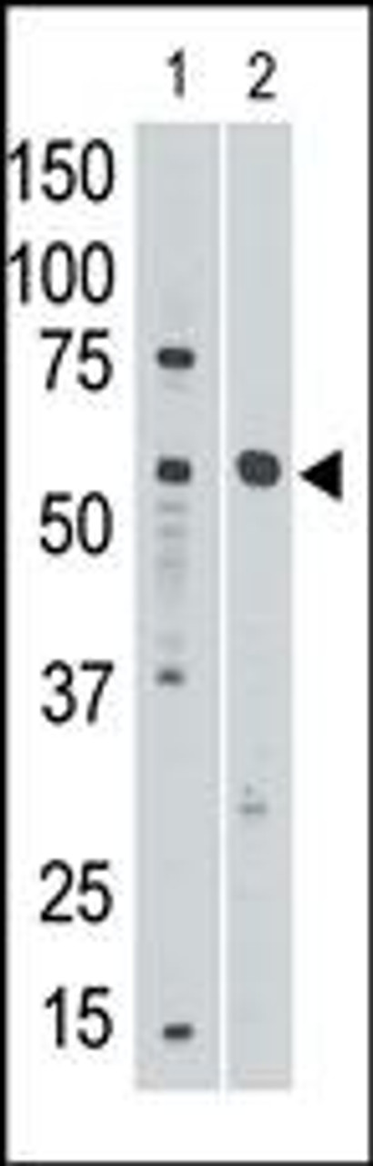Antibody is used in Western blot to detect Siglec8 in mouse liver tissue lysate (lnae 1) and in HL60 cell lysate (lane 2) .