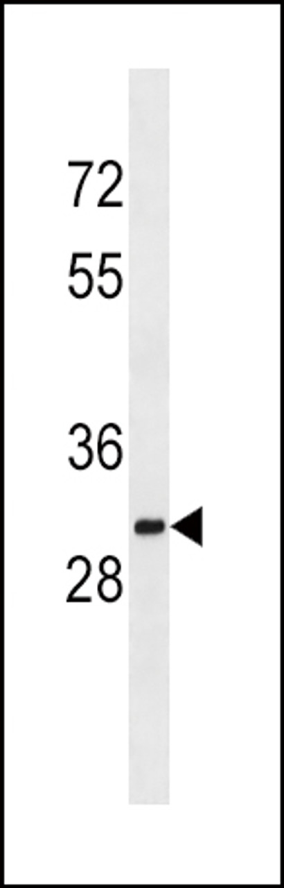 Western blot analysis in K562 cell line lysates (35ug/lane) .