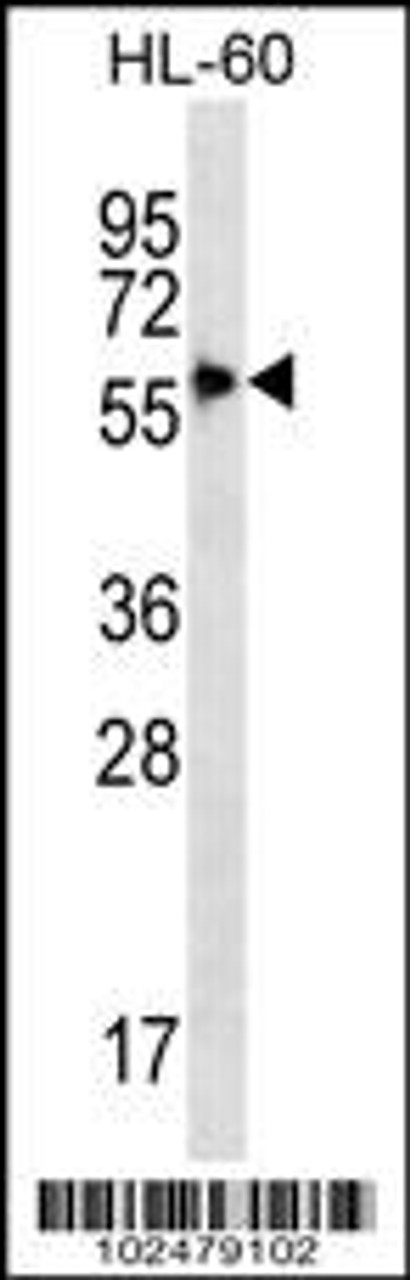 Western blot analysis in HL-60 cell line lysates (35ug/lane) .