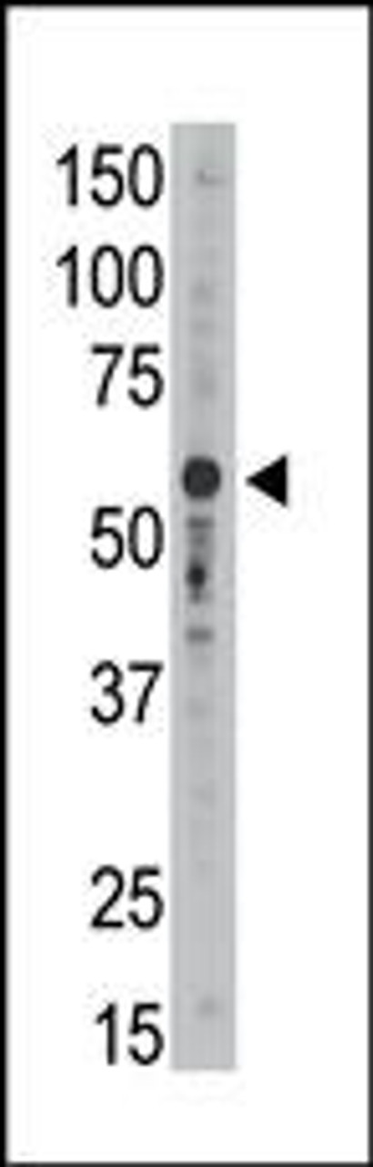Antibody is used in Western blot to detect Siglec9 in mouse liver tissue lysate.