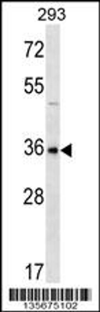 Western blot analysis in 293 cell line lysates (35ug/lane) .