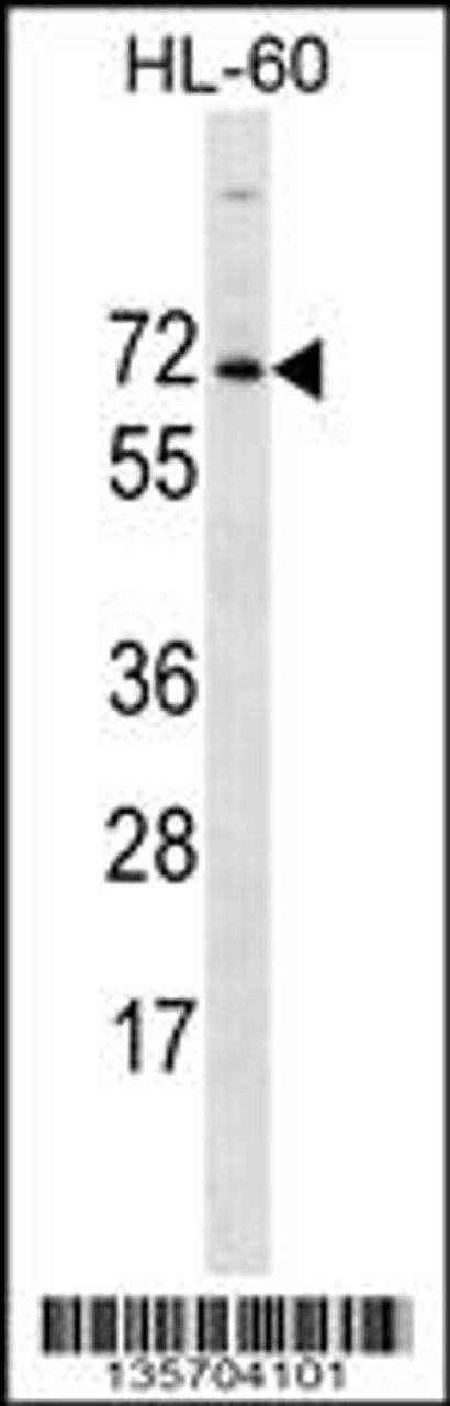 Western blot analysis in HL-60 cell line lysates (35ug/lane) .