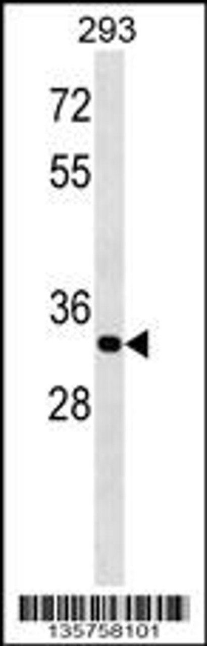 Western blot analysis in 293 cell line lysates (35ug/lane) .