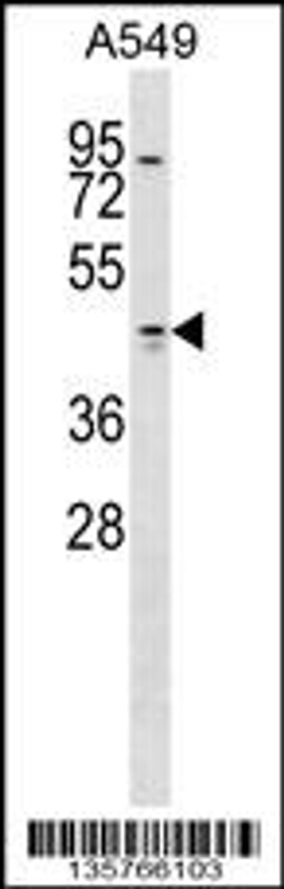 Western blot analysis in A549 cell line lysates (35ug/lane) .