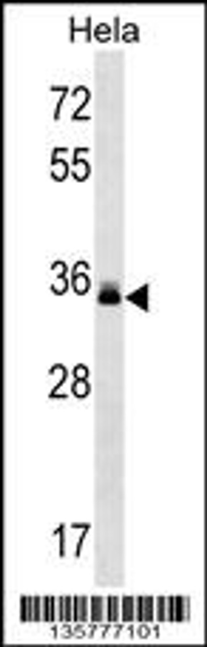 Western blot analysis in Hela cell line lysates (35ug/lane) .