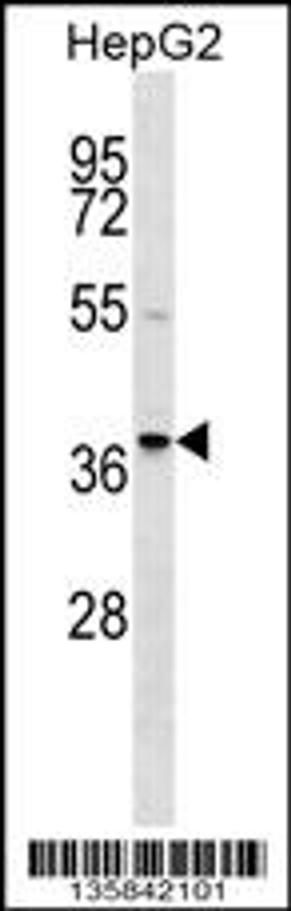 Western blot analysis in HepG2 cell line lysates (35ug/lane) .