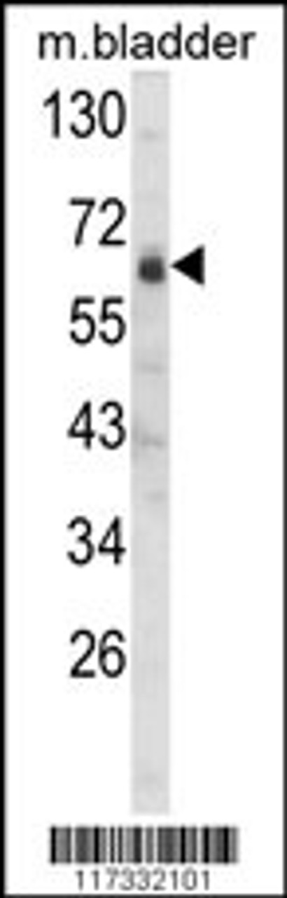 Western blot analysis of SIGLEC12 Antibody in mouse bladder tissue lysates (35ug/lane)