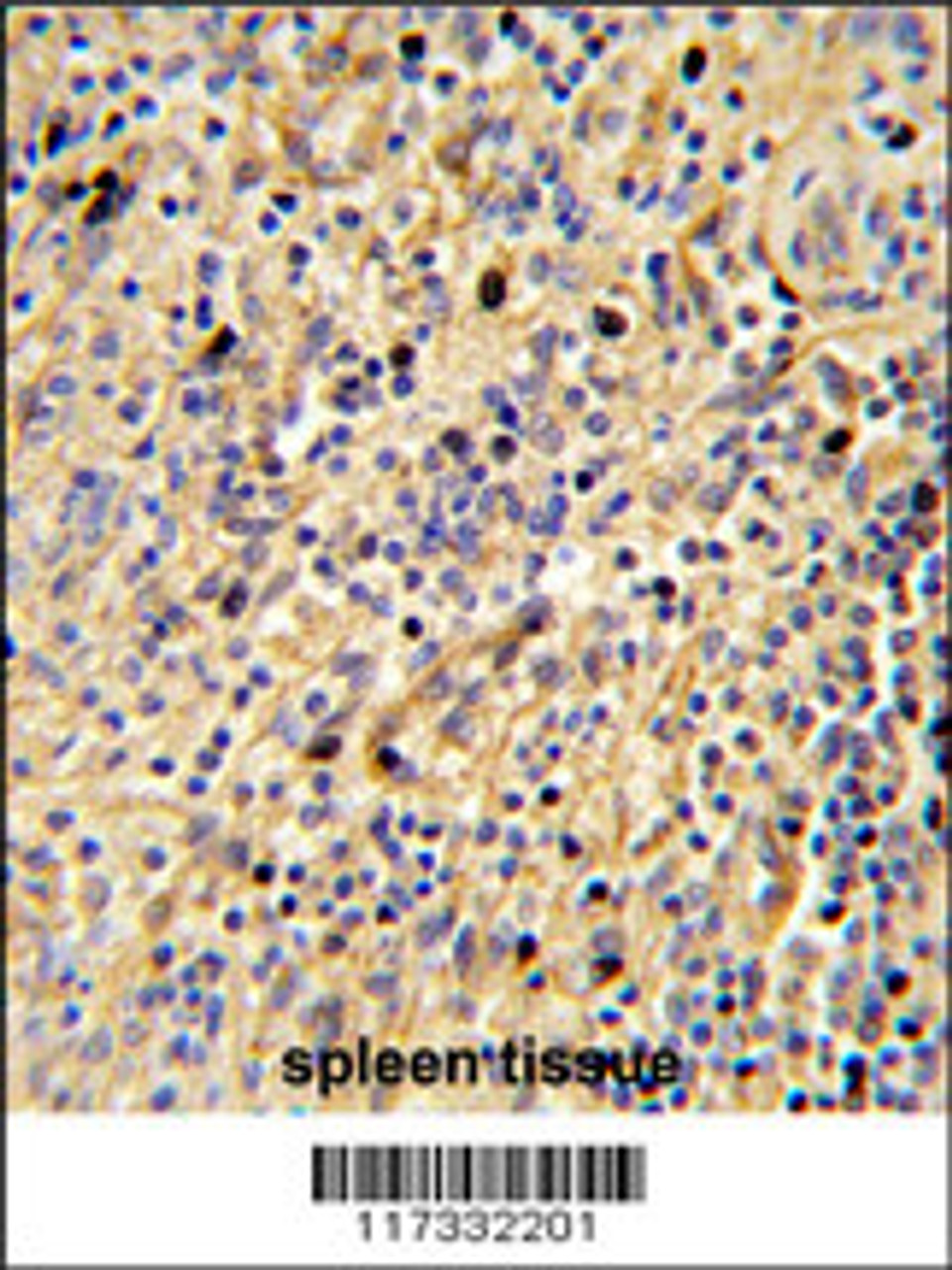 Formalin-fixed and paraffin-embedded human spleen tissue reacted with SIGLEC12 Antibody, which was peroxidase-conjugated to the secondary antibody, followed by DAB staining.
