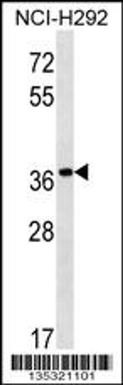 Western blot analysis in NCI-H292 cell line lysates (35ug/lane) .