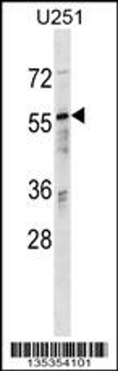 Western blot analysis in U251 cell line lysates (35ug/lane) .