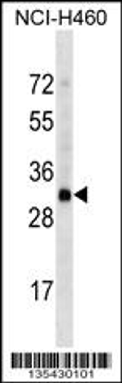 Western blot analysis in NCI-H460 cell line lysates (35ug/lane) .