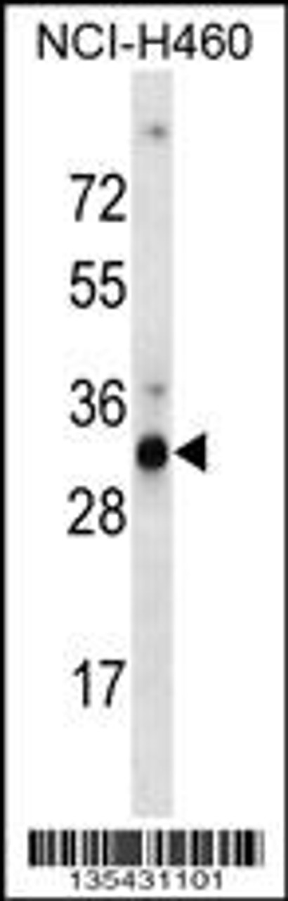 Western blot analysis in NCI-H460 cell line lysates (35ug/lane) .