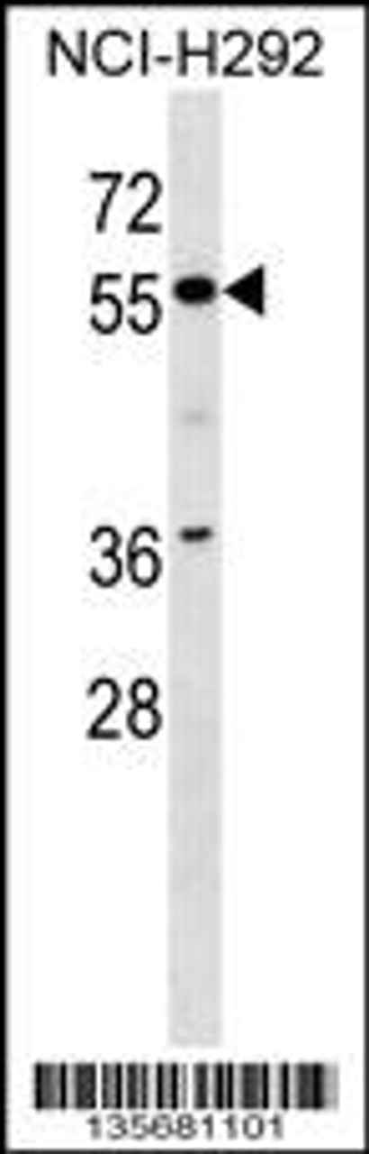 Western blot analysis in NCI-H292 cell line lysates (35ug/lane) .