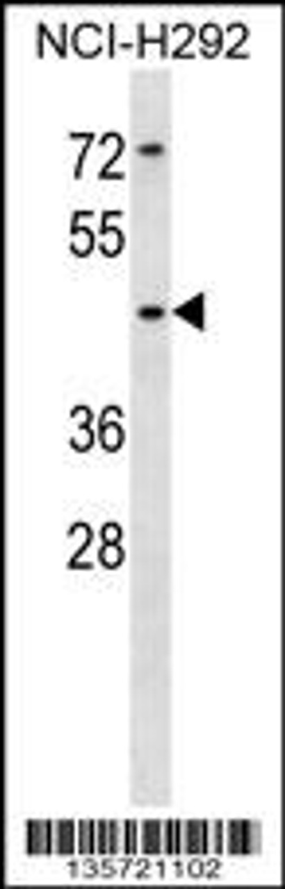 Western blot analysis in NCI-H292 cell line lysates (35ug/lane) .